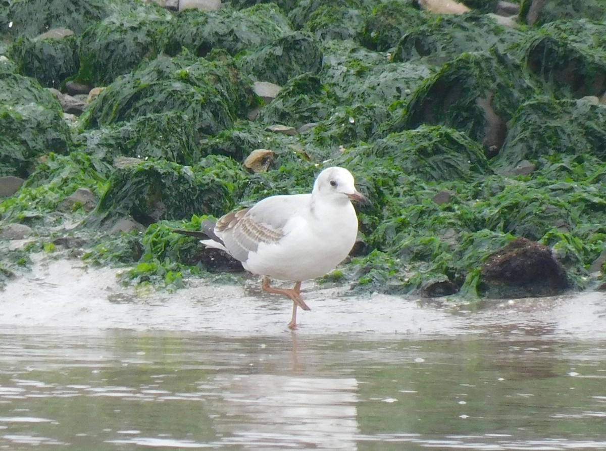 Gray-hooded Gull - ML623220895