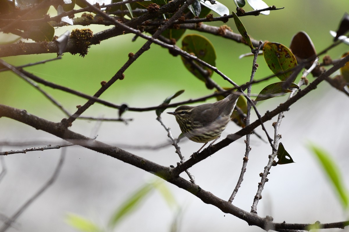 Northern Waterthrush - ML623220896