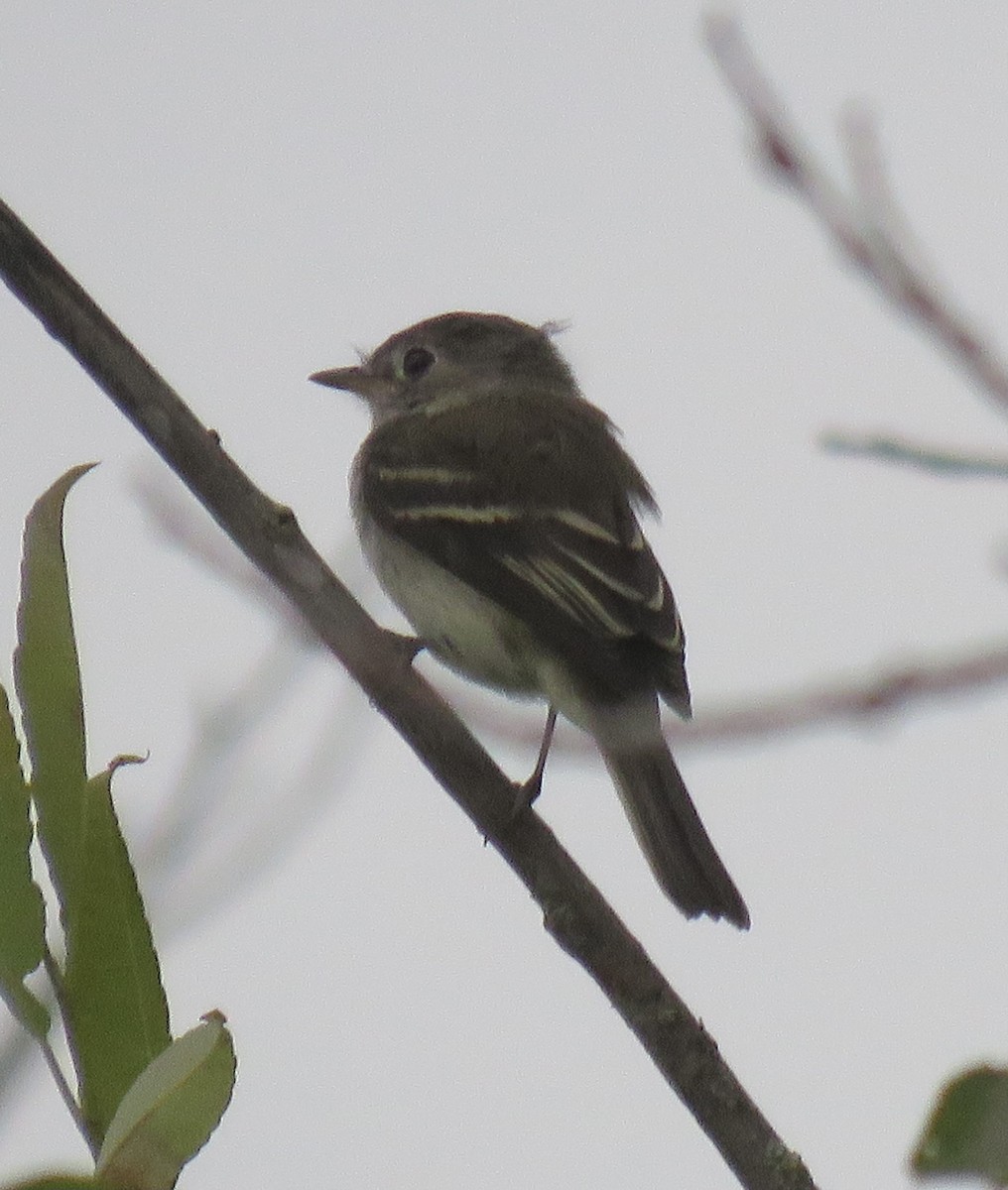 Least Flycatcher - ML623220898