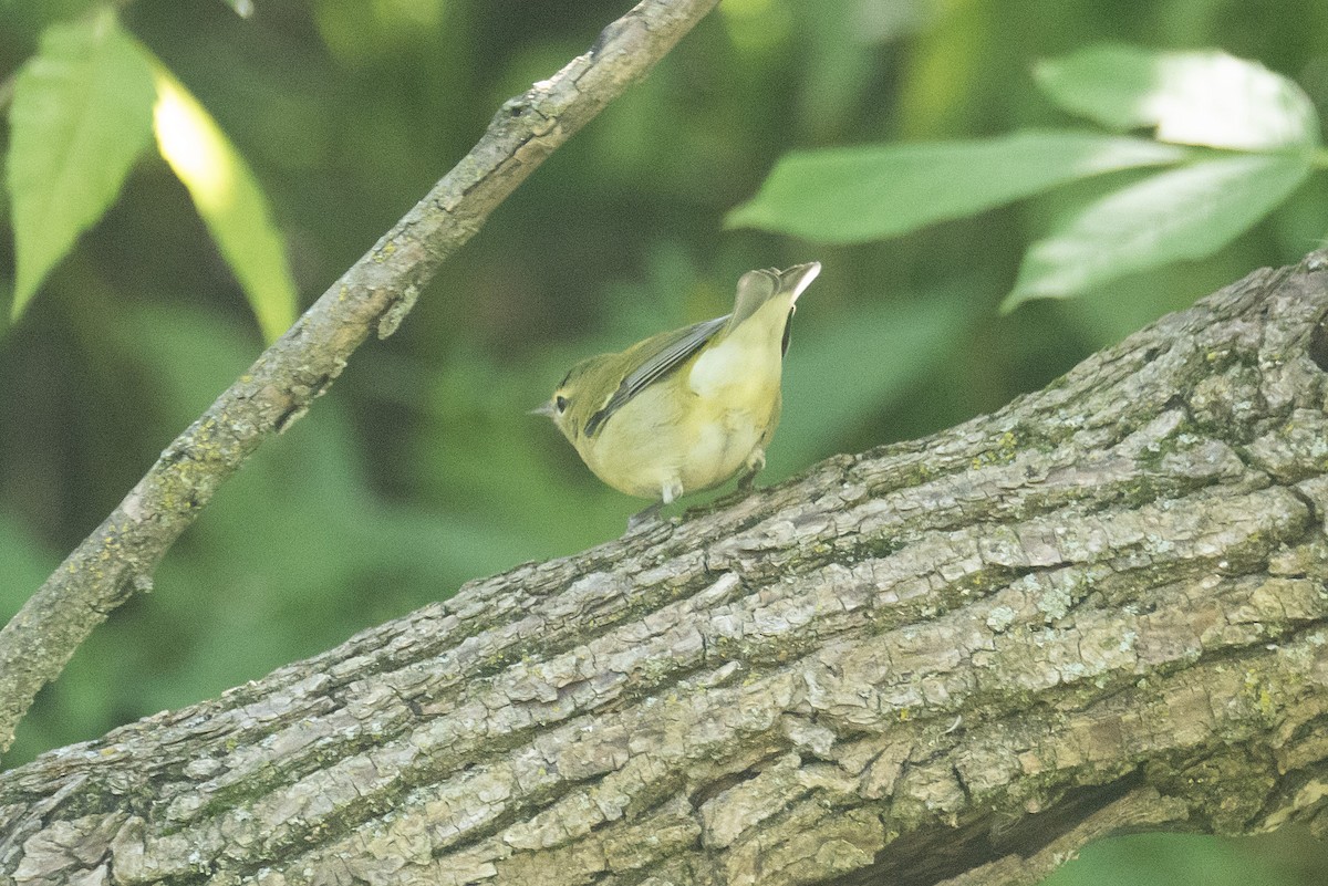 Tennessee Warbler - ML623220903