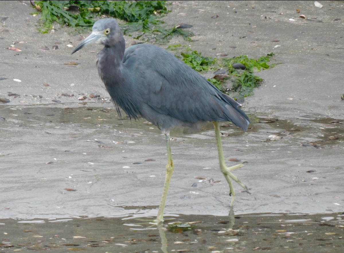 Little Blue Heron - ML623220907