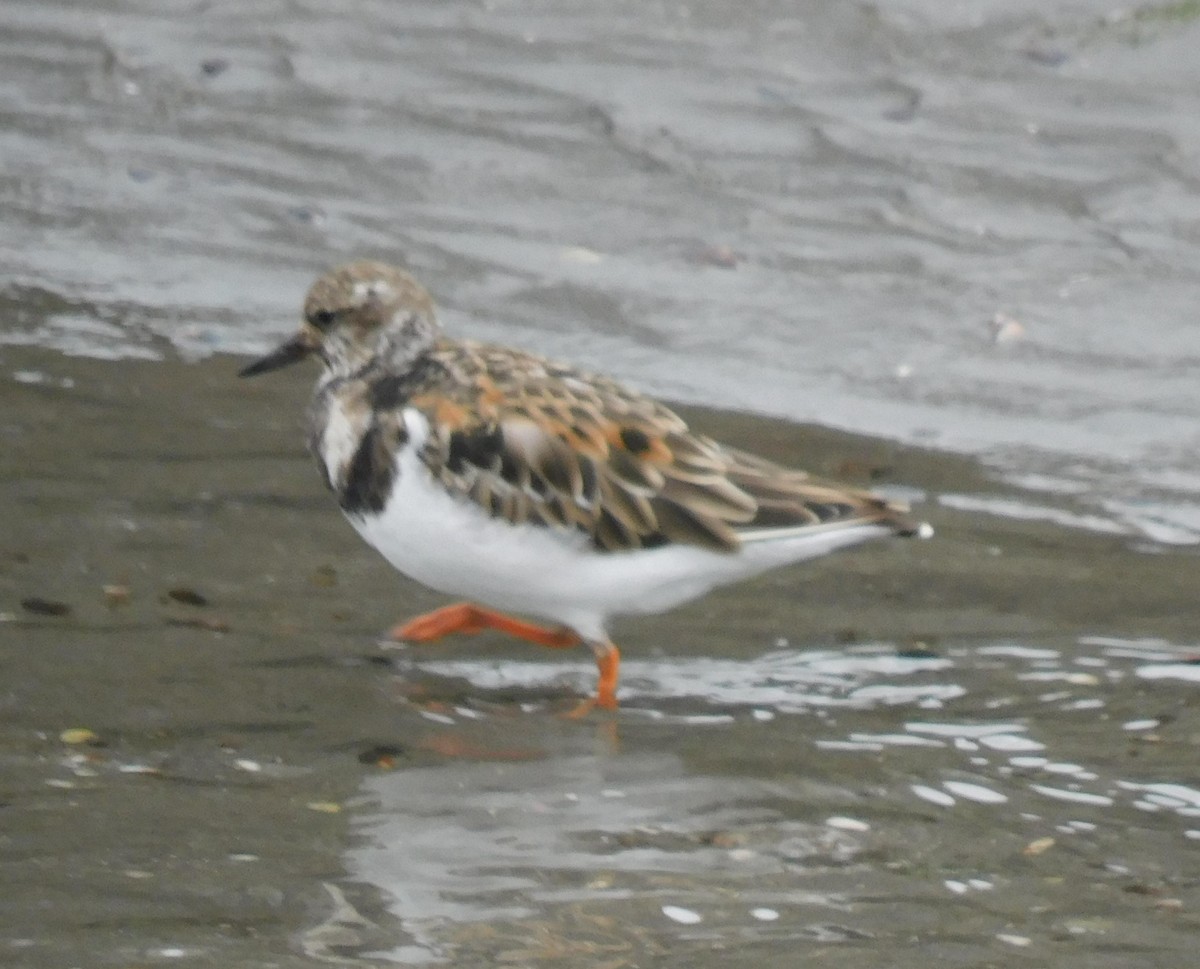 Ruddy Turnstone - ML623220914