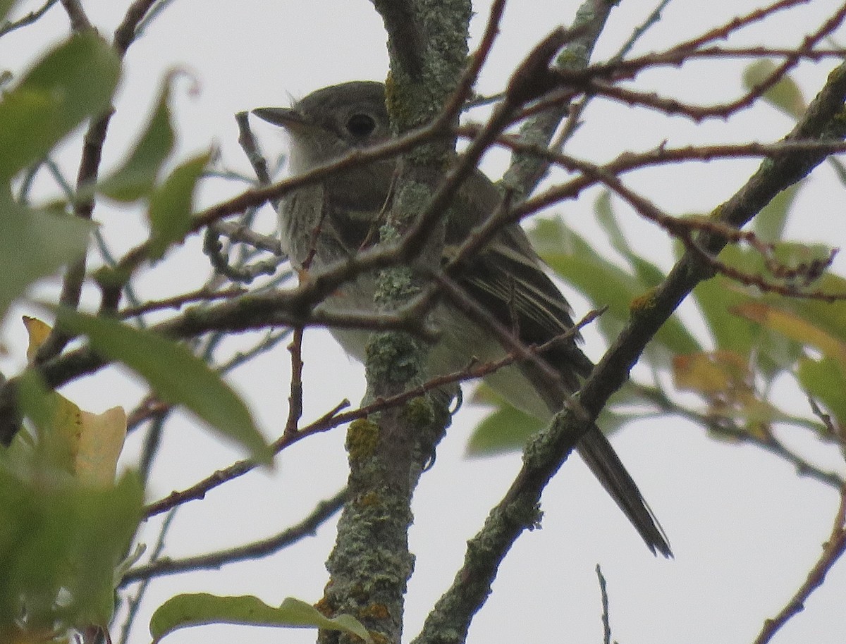 Least Flycatcher - ML623220917