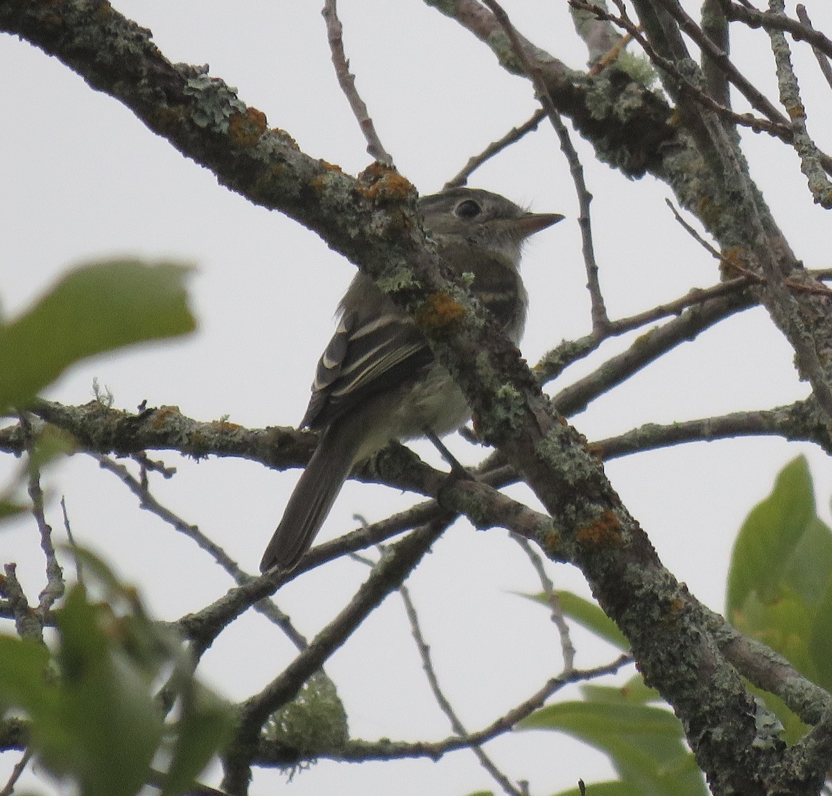 Least Flycatcher - ML623220918