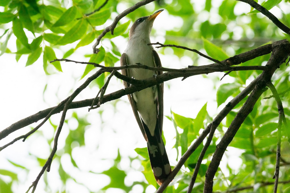 Yellow-billed Cuckoo - ML623220920