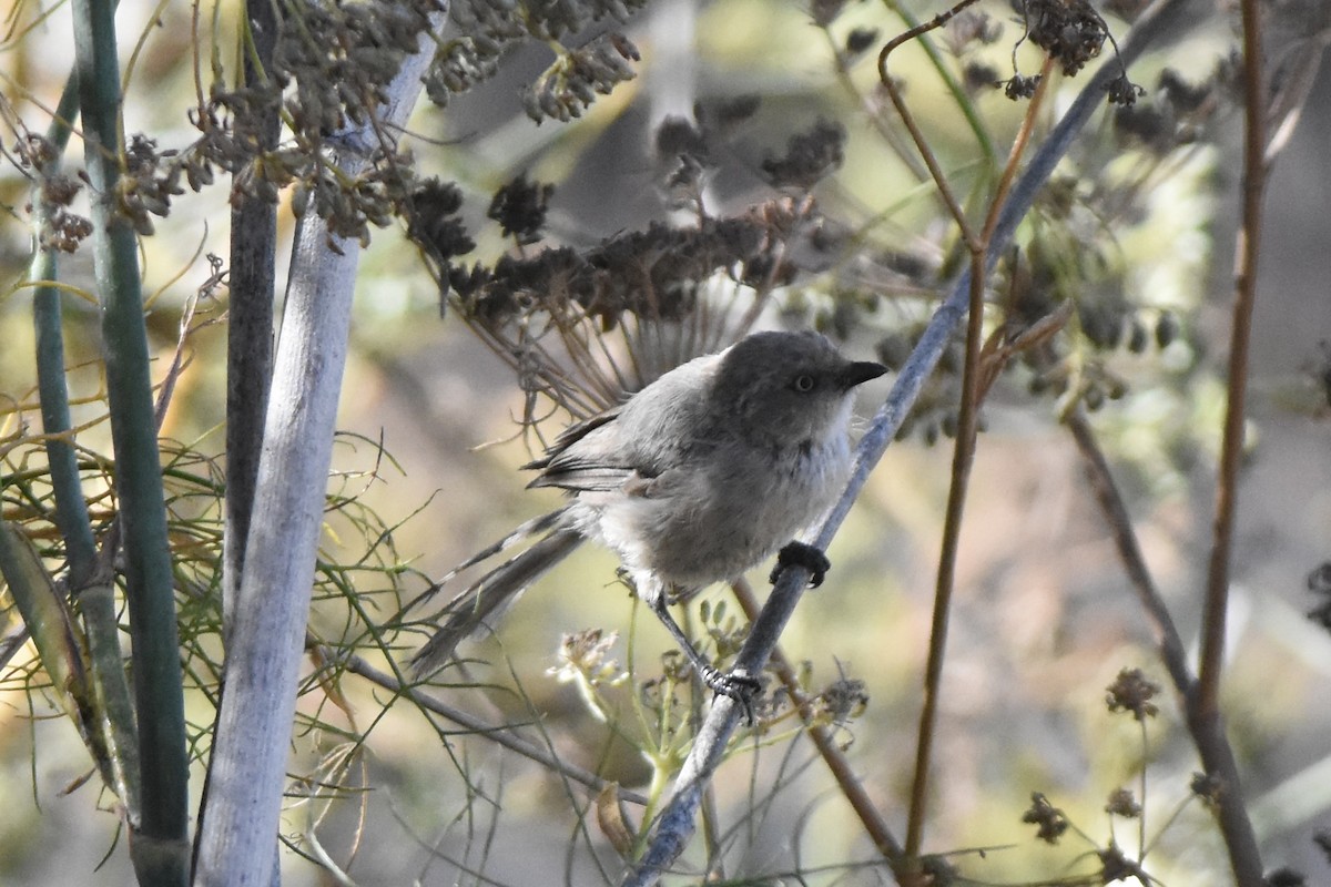 Bushtit (Pacific) - ML623220927