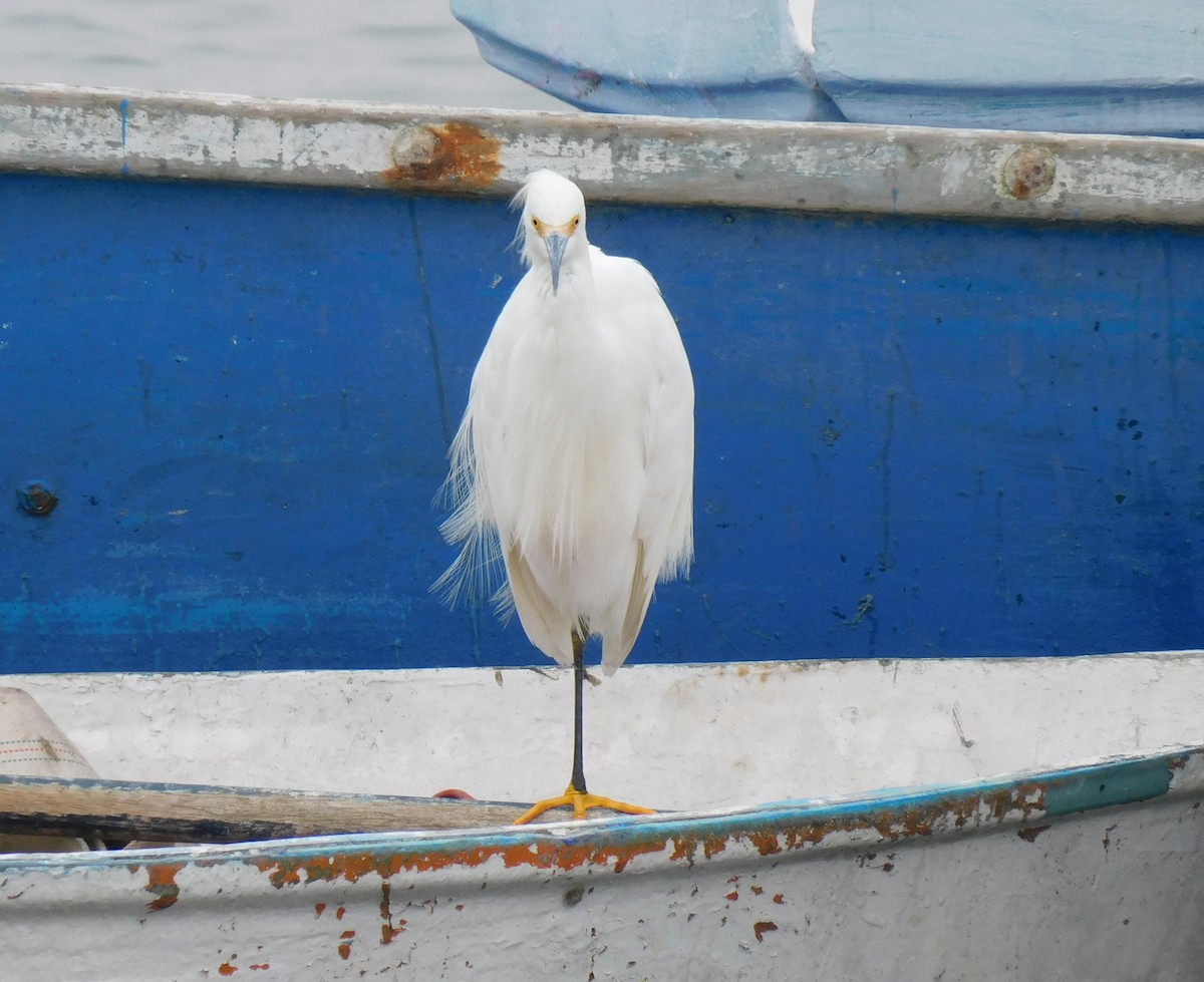 Snowy Egret - ML623220928