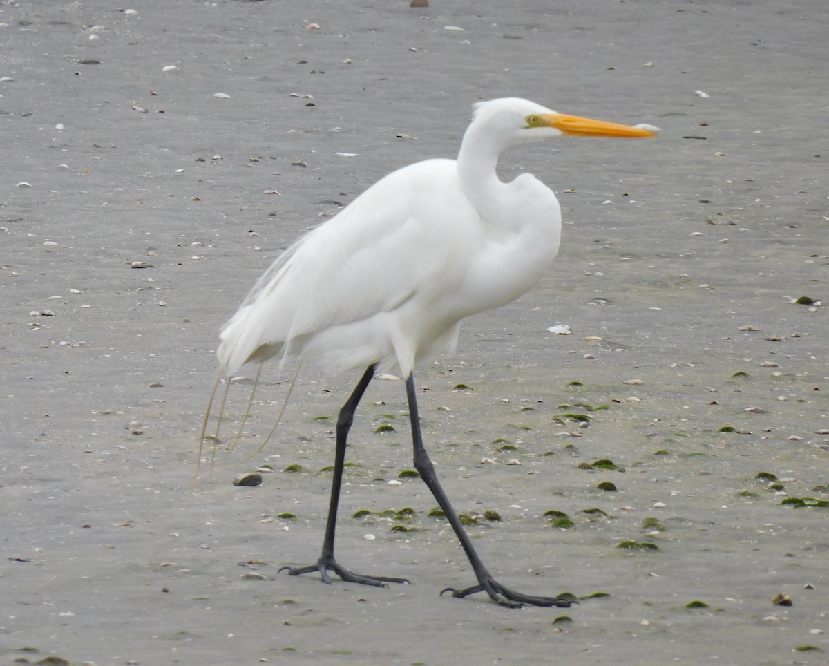 Great Egret - ML623220929