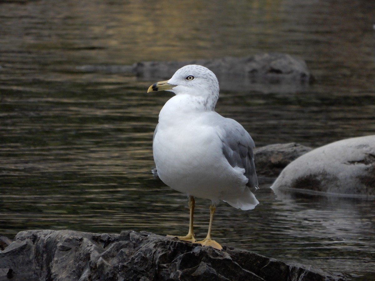 Ring-billed Gull - ML623220937