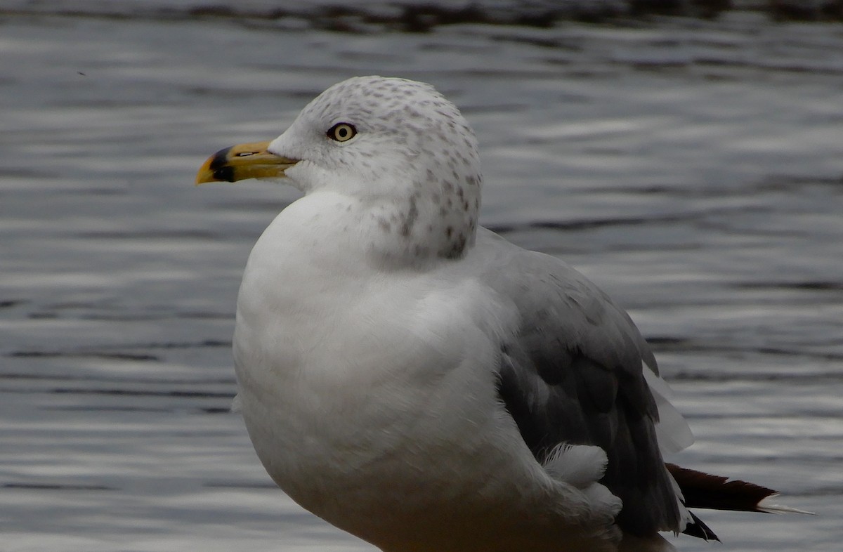 Ring-billed Gull - ML623220941