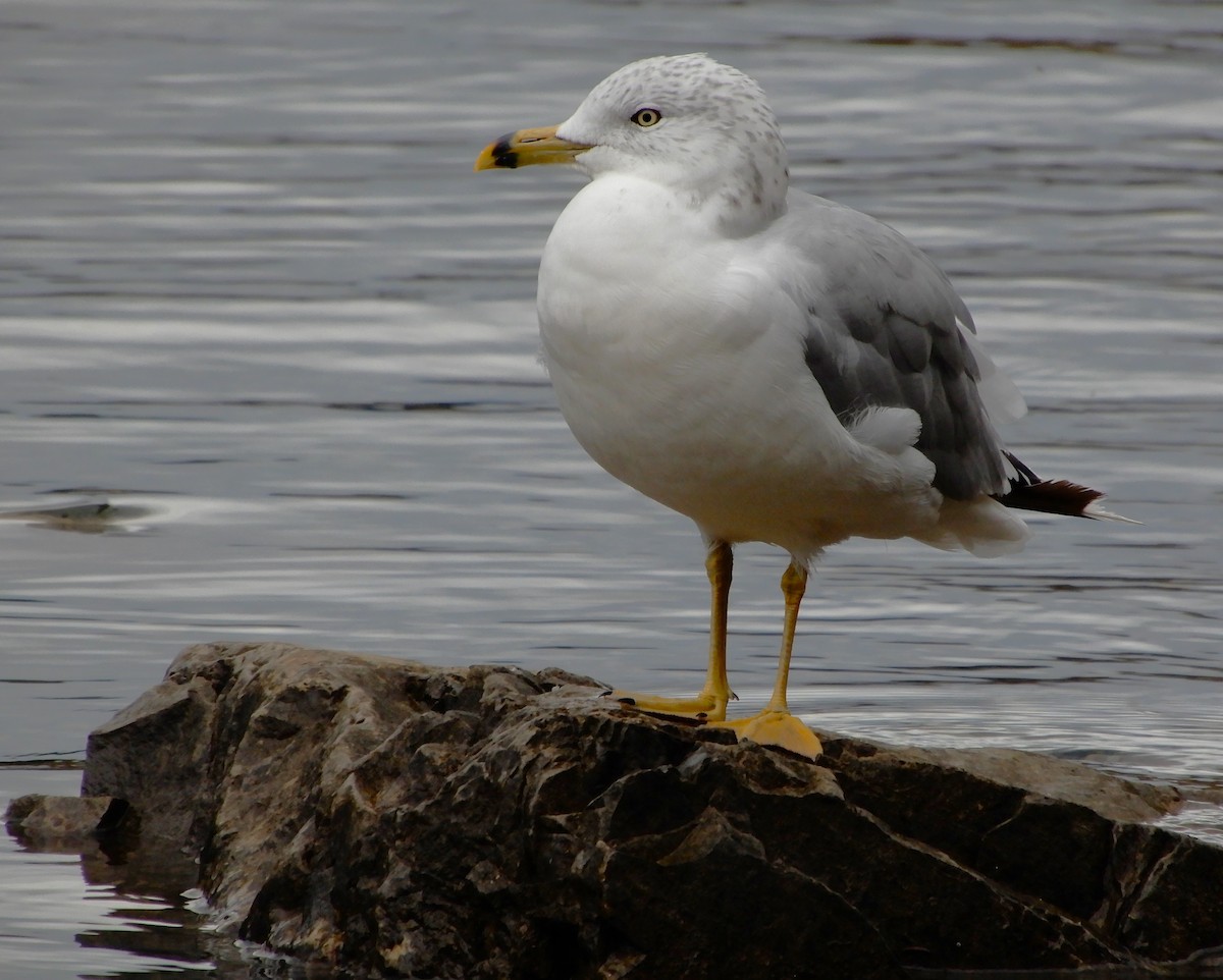 Ring-billed Gull - ML623220944