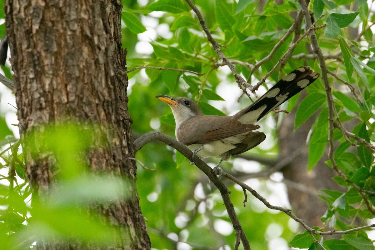 Yellow-billed Cuckoo - ML623220959