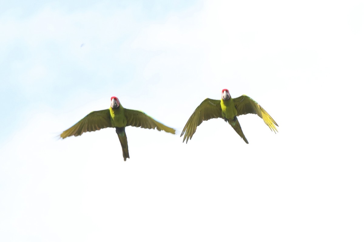 Great Green Macaw - ML623220968