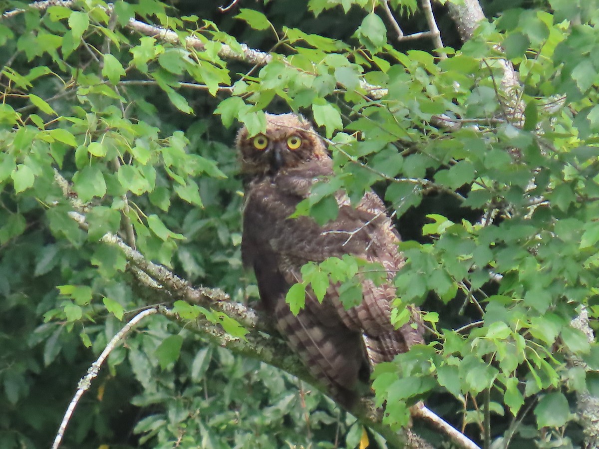 Great Horned Owl - ML623221022