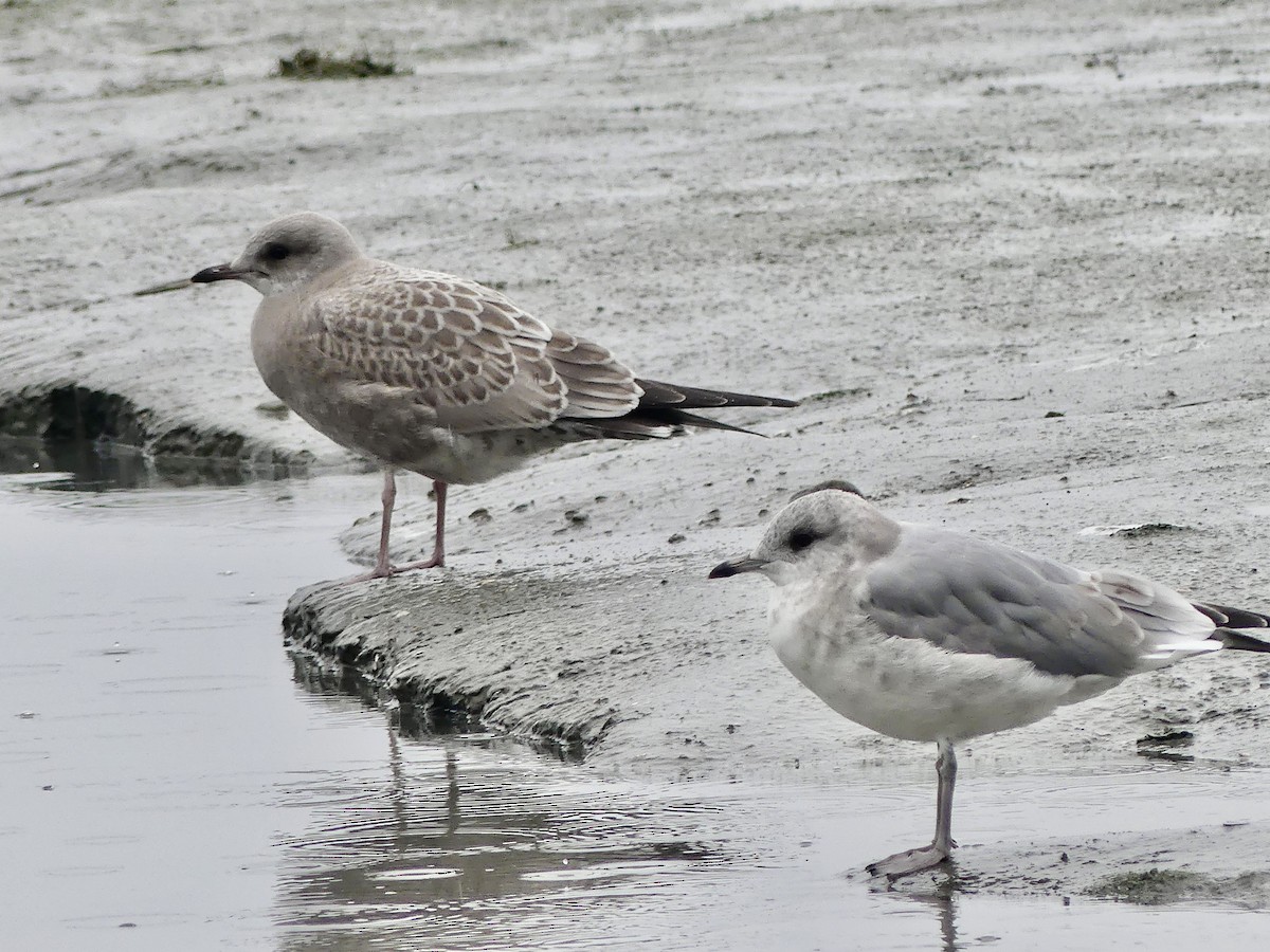 Short-billed Gull - ML623221066