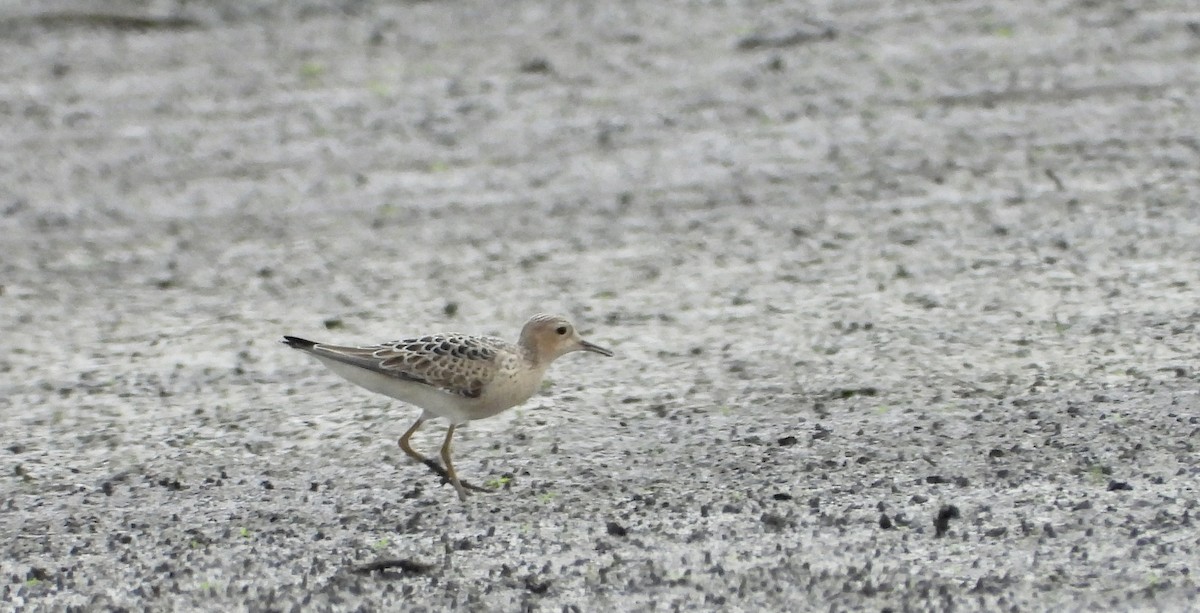 Buff-breasted Sandpiper - ML623221070