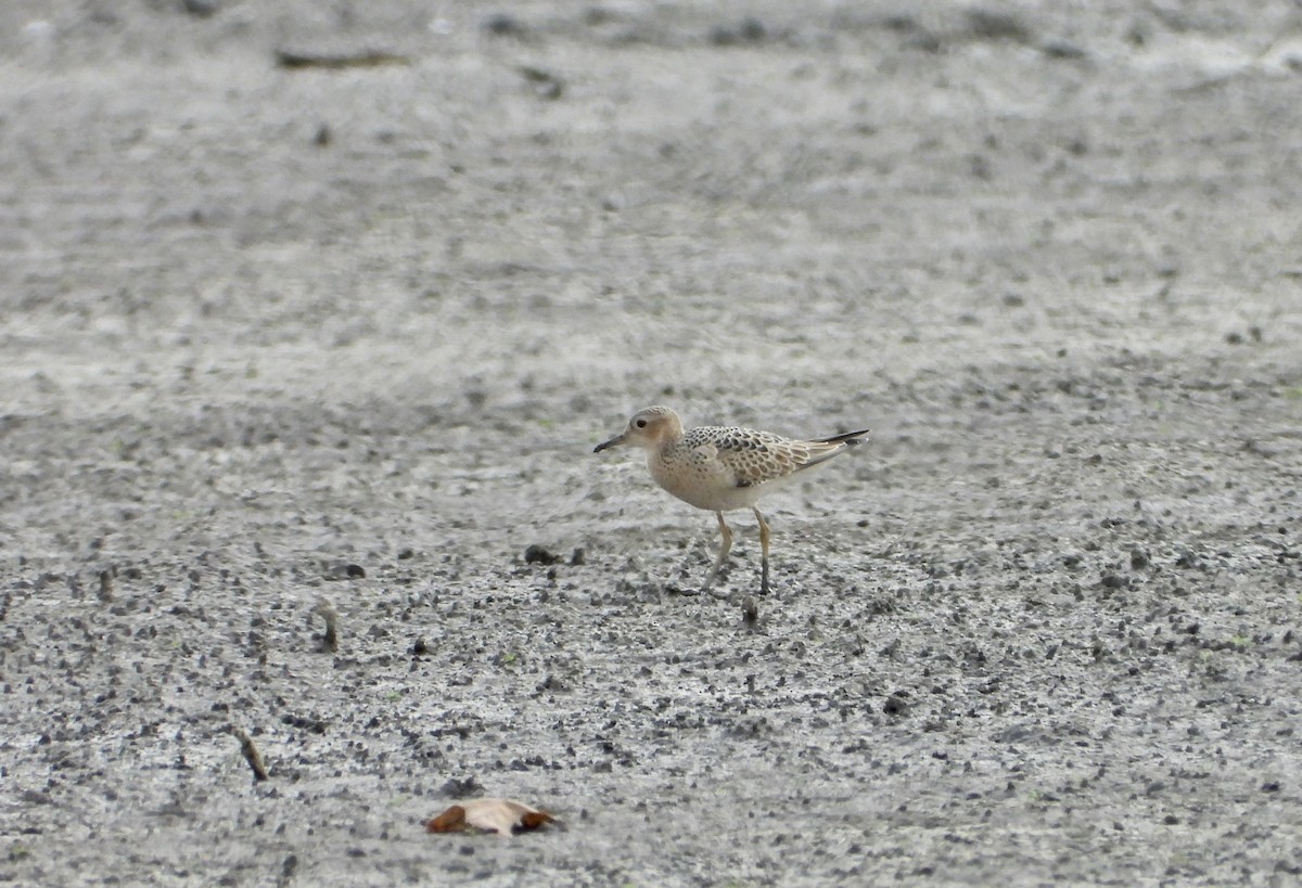 Buff-breasted Sandpiper - ML623221071