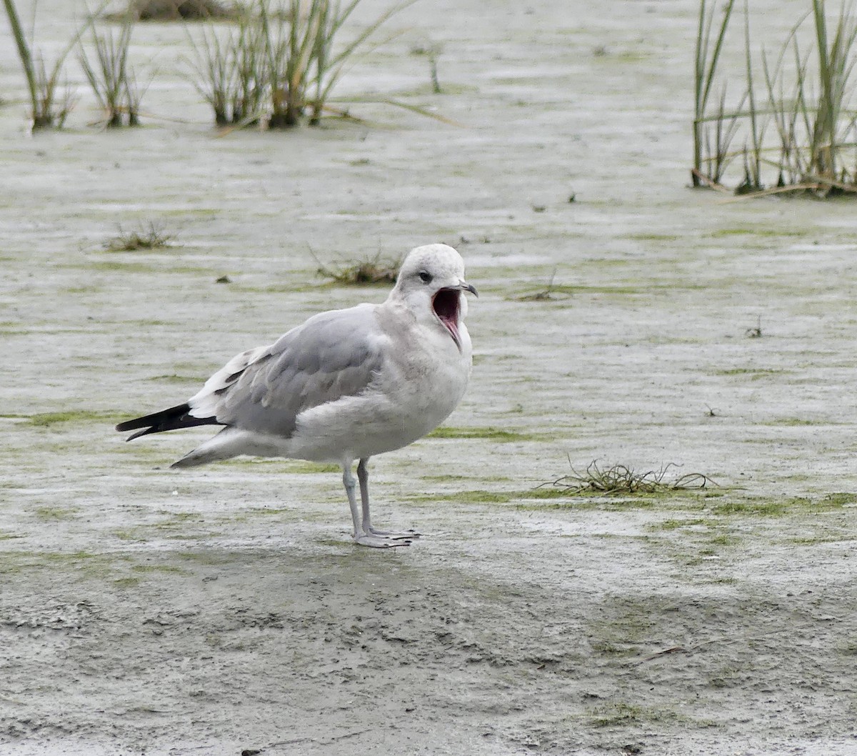 Short-billed Gull - ML623221077