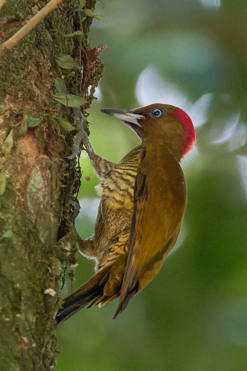 Rufous-winged Woodpecker - Toby Ross