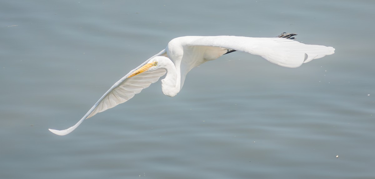 Great Egret - Mary-Rose Hoang