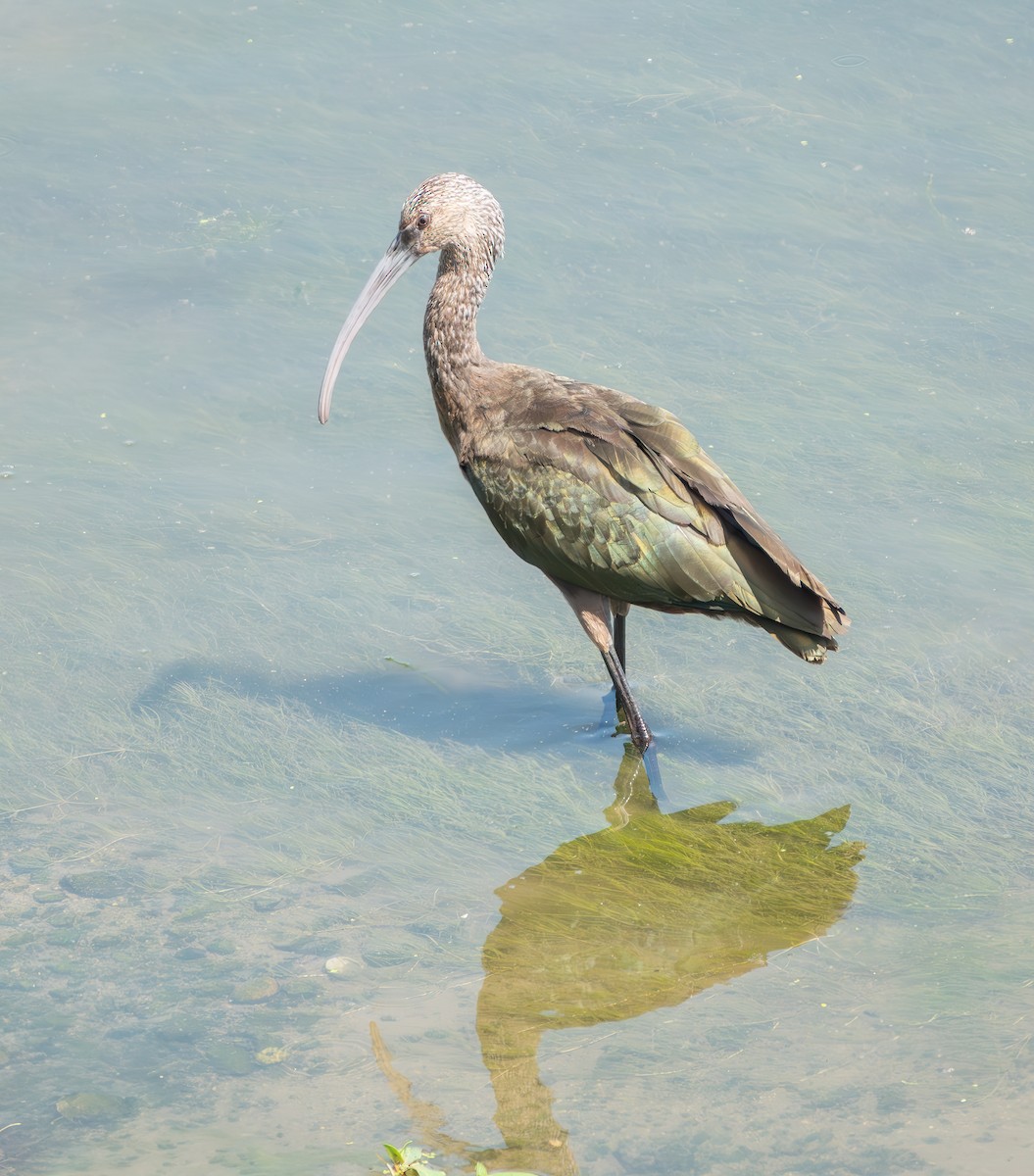 White-faced Ibis - ML623221097