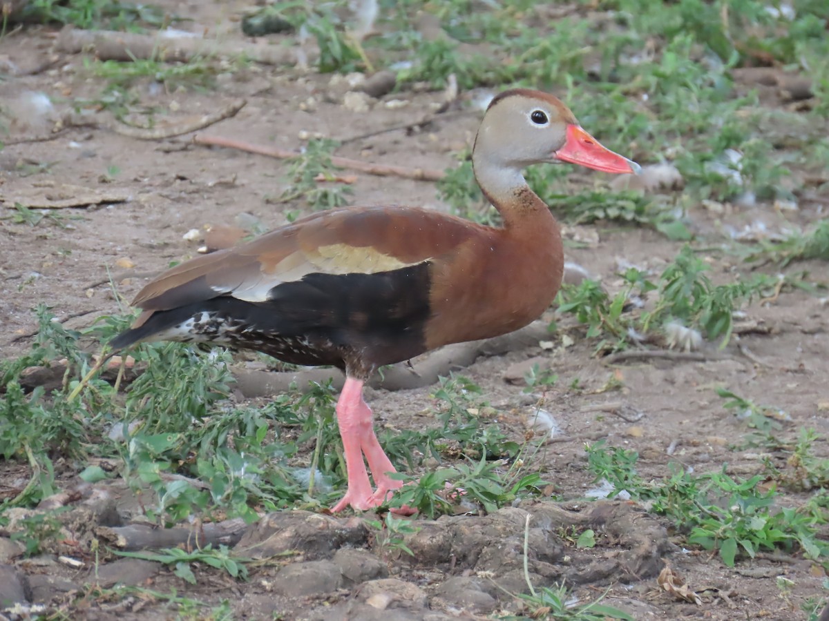 Black-bellied Whistling-Duck - ML623221122