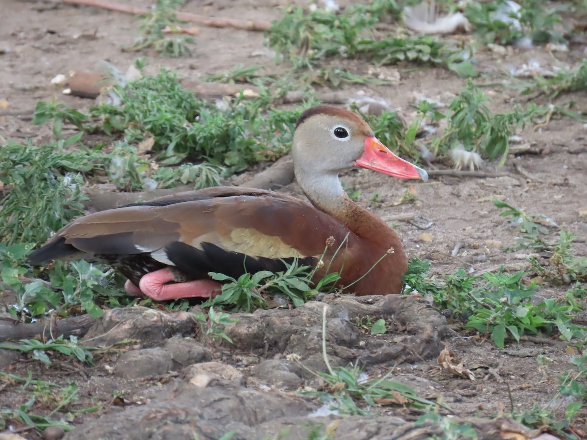 Black-bellied Whistling-Duck - ML623221123