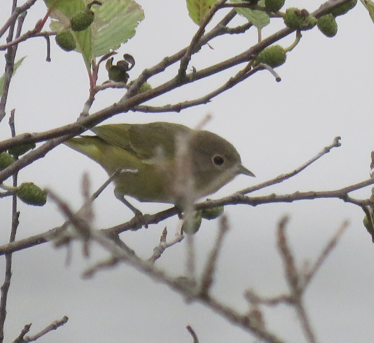 Nashville Warbler - ML623221129