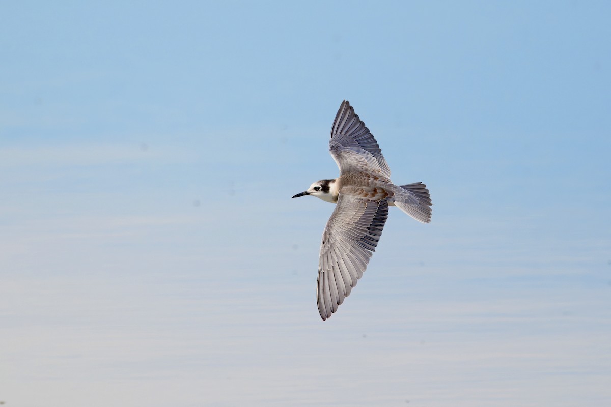 Black Tern - ML623221143