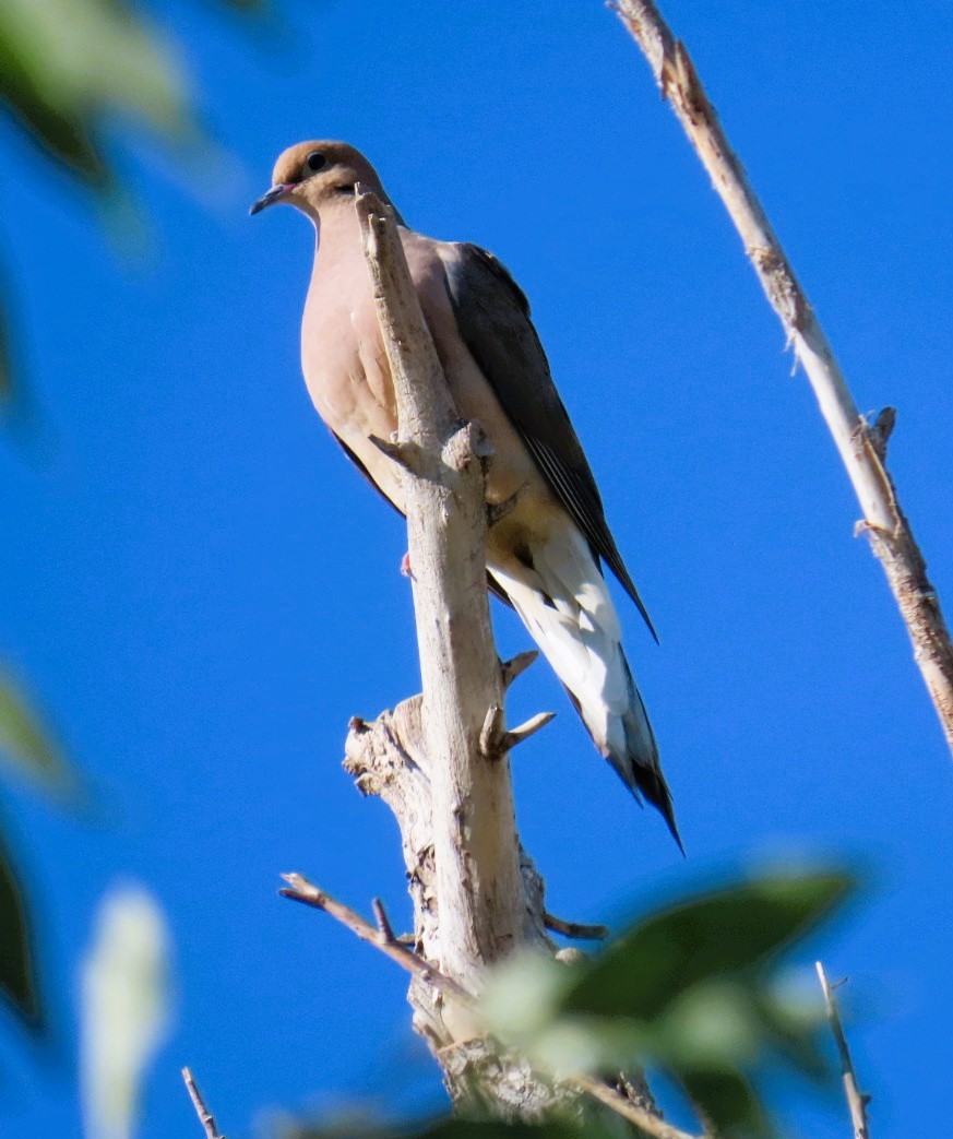 Mourning Dove - ML623221157