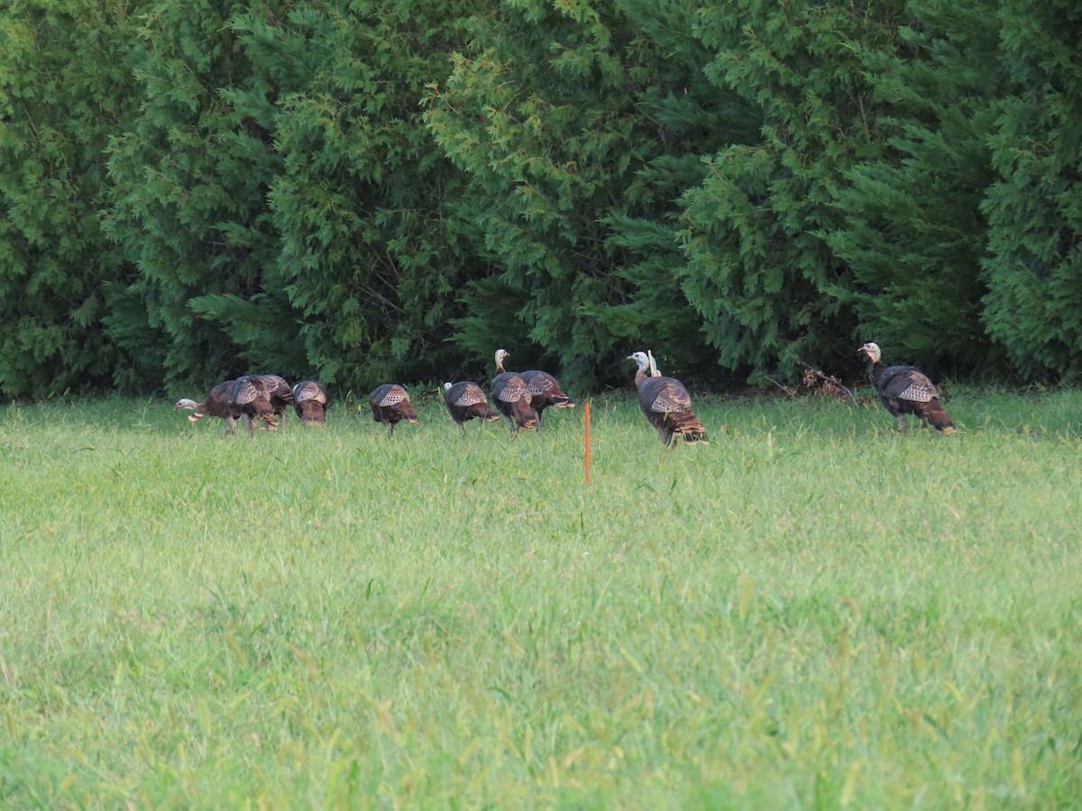 Wild Turkey - ML623221208