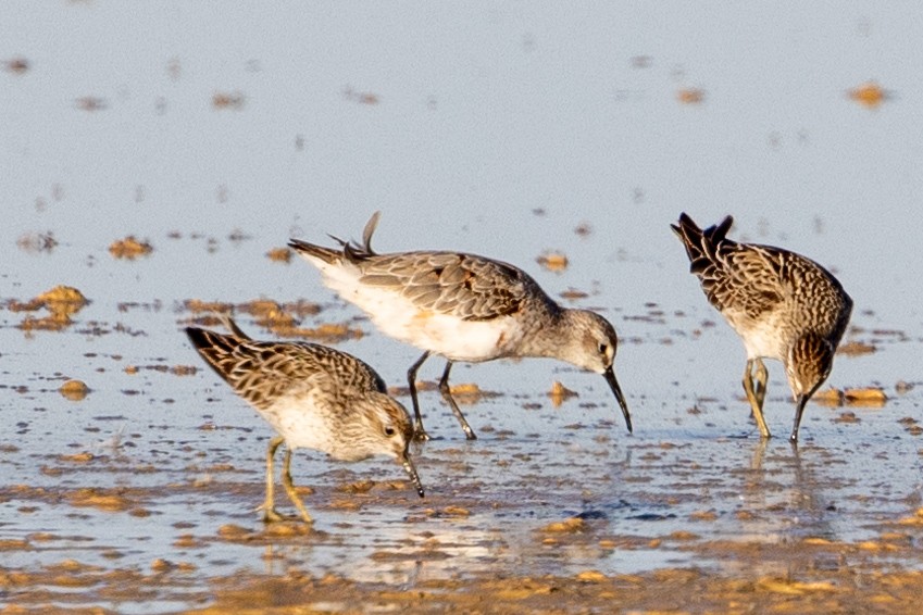 Calidris sp. - Richard and Margaret Alcorn