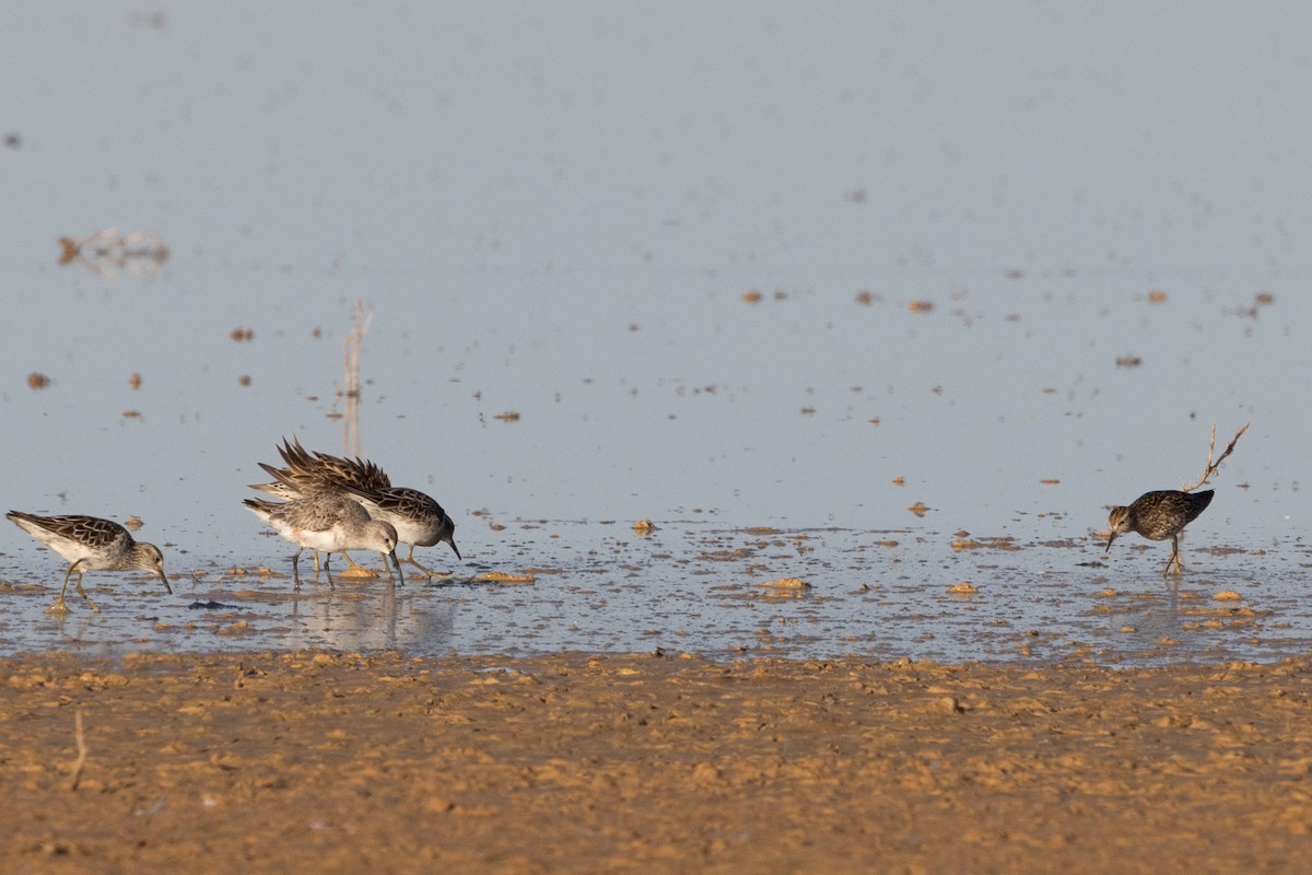 Calidris sp. - Richard and Margaret Alcorn