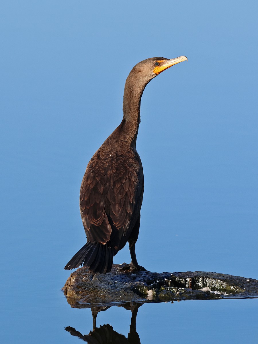 Double-crested Cormorant - ML623221252