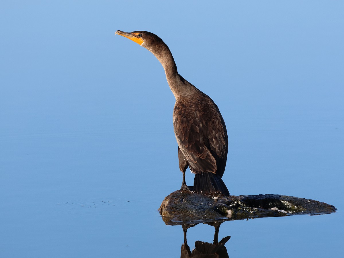 Double-crested Cormorant - ML623221253