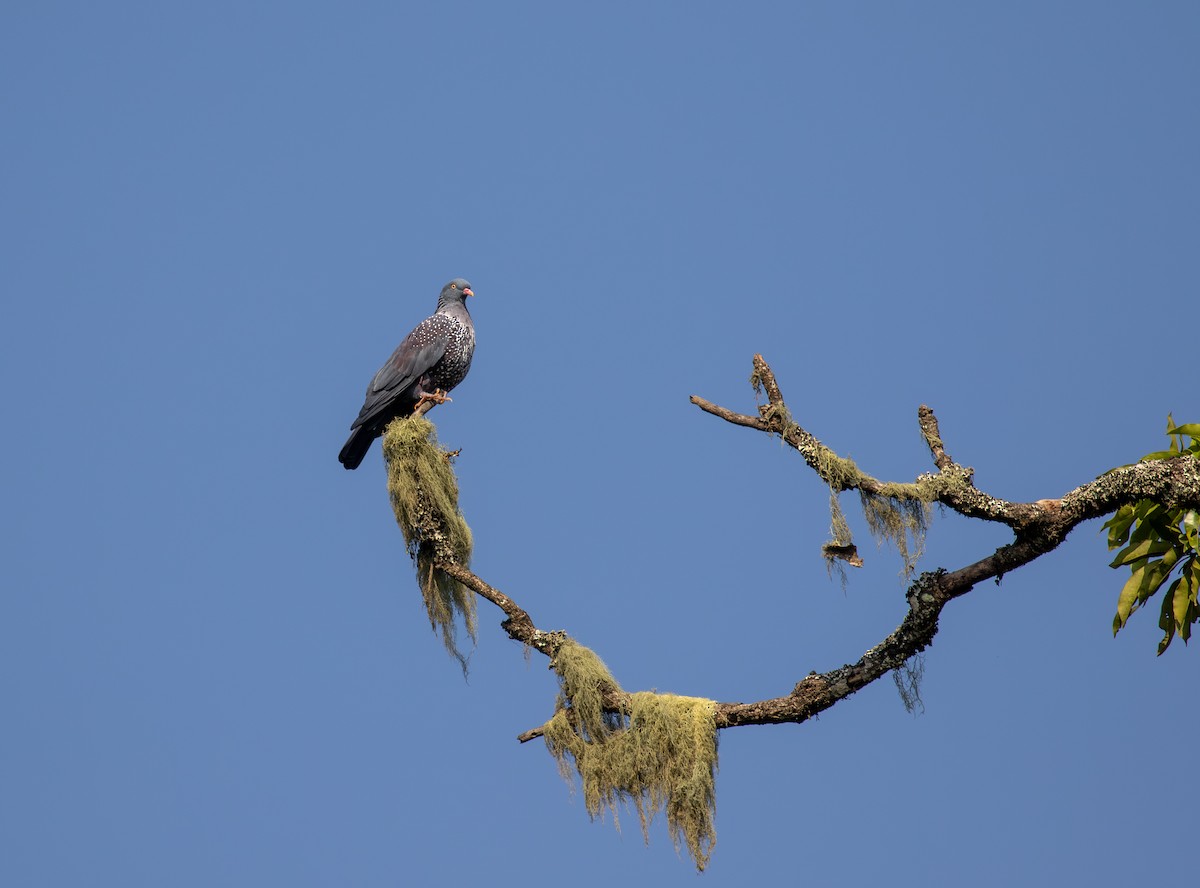 Cameroon Pigeon - ML623221293