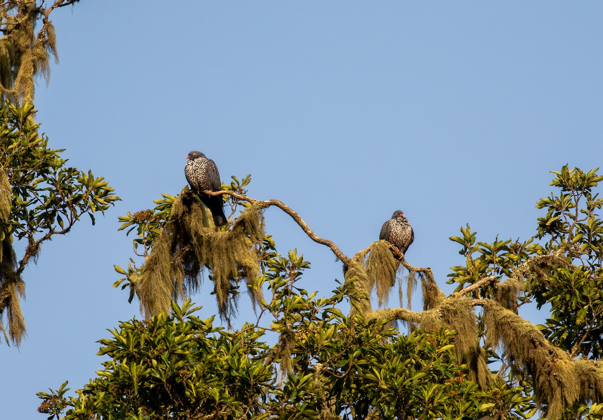 Cameroon Pigeon - ML623221296