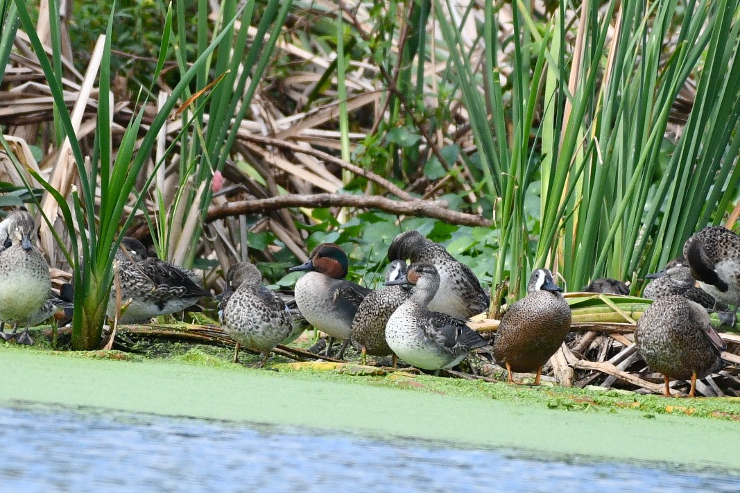 Green-winged Teal - Julian Campuzano Garrido