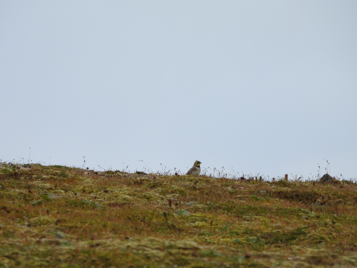 Horned Lark - ML623221327