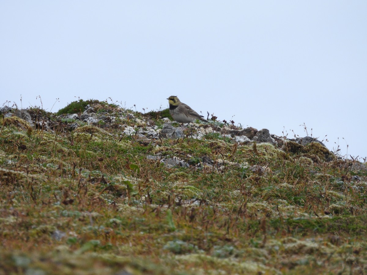 Horned Lark - ML623221343