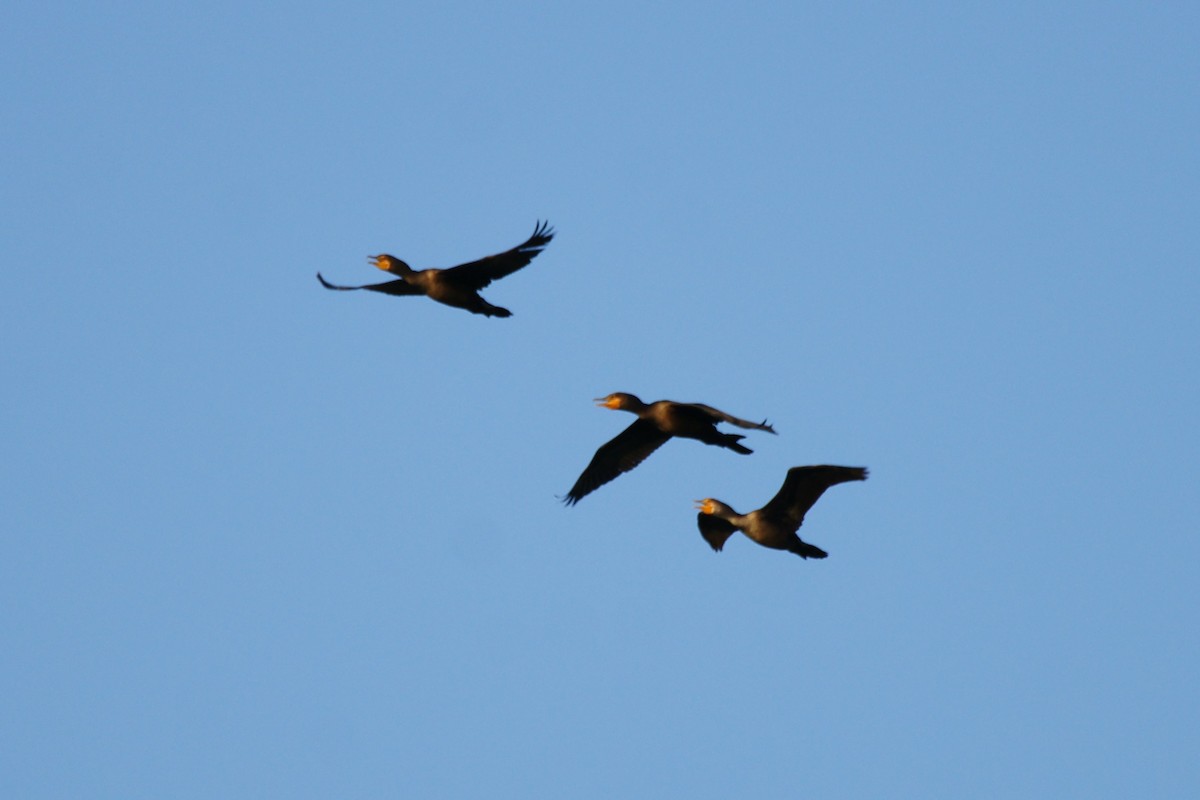 Double-crested Cormorant - ML623221394