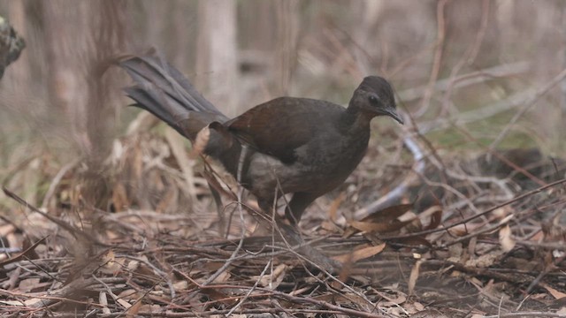 Superb Lyrebird - ML623221445