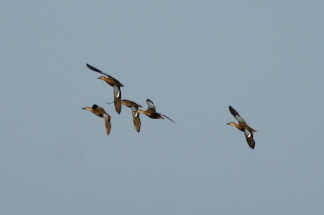 Blue-winged/Cinnamon Teal - ML623221453