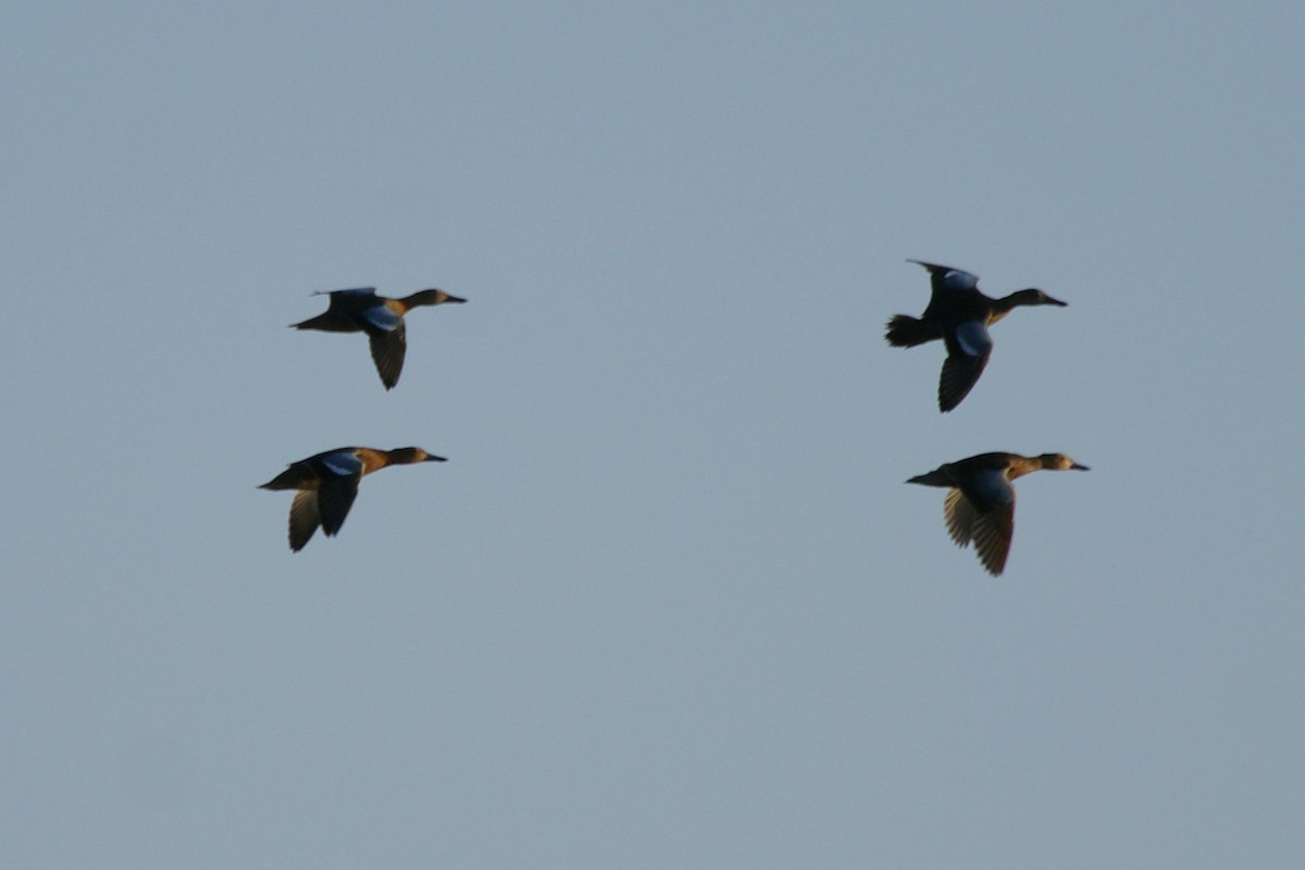 Blue-winged/Cinnamon Teal - ML623221454