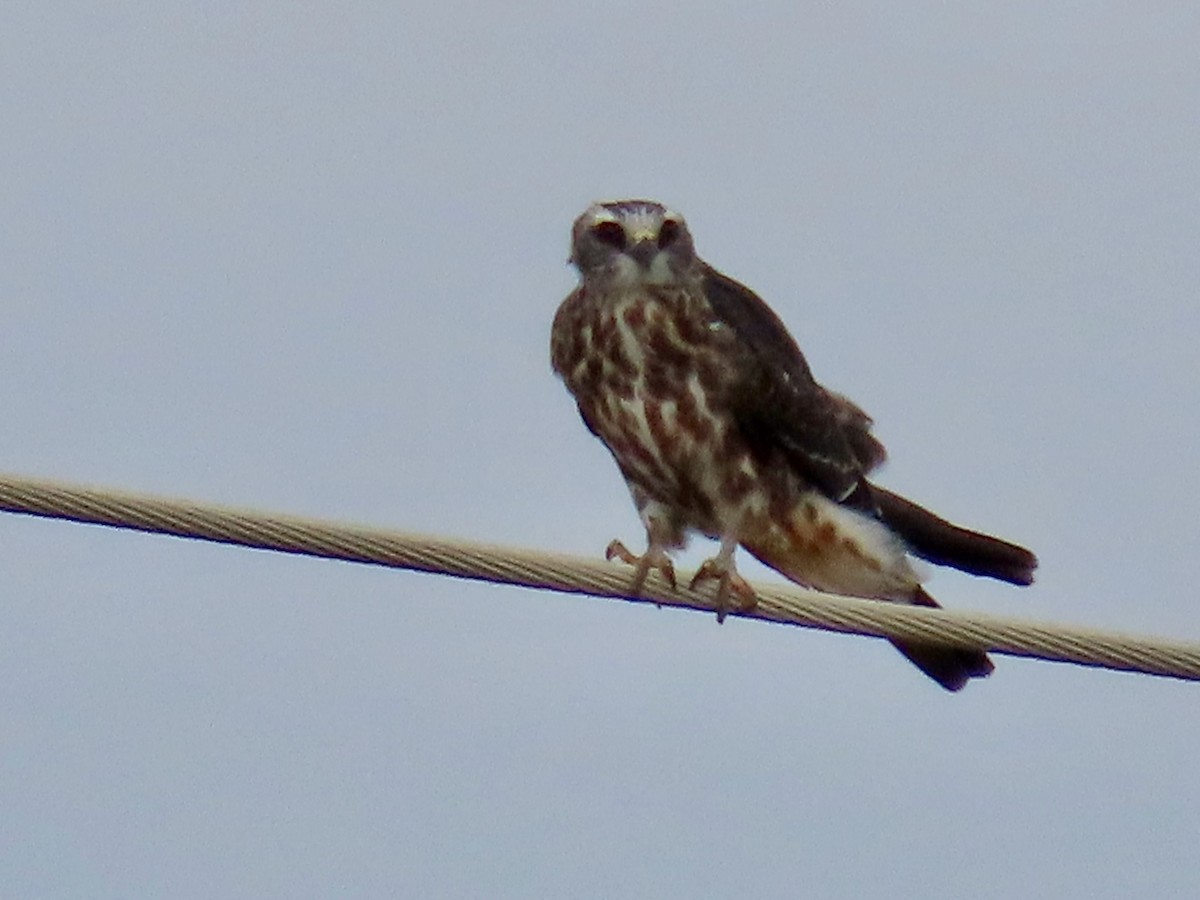 Mississippi Kite - ML623221578