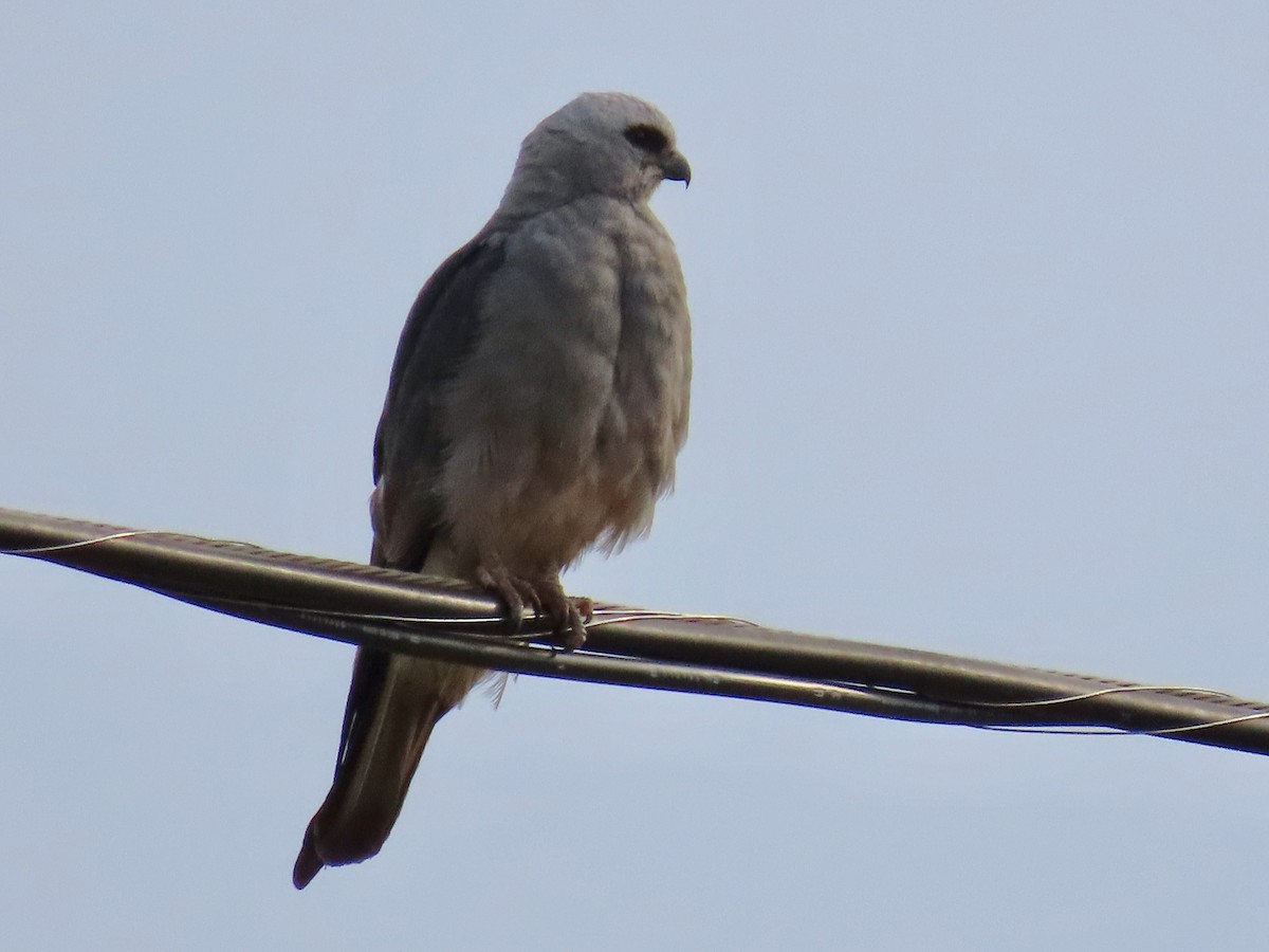 Mississippi Kite - ML623221579