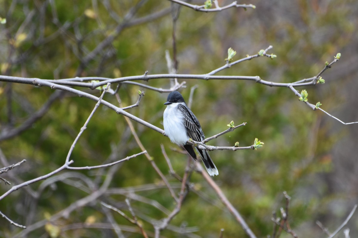 Eastern Kingbird - ML623221589