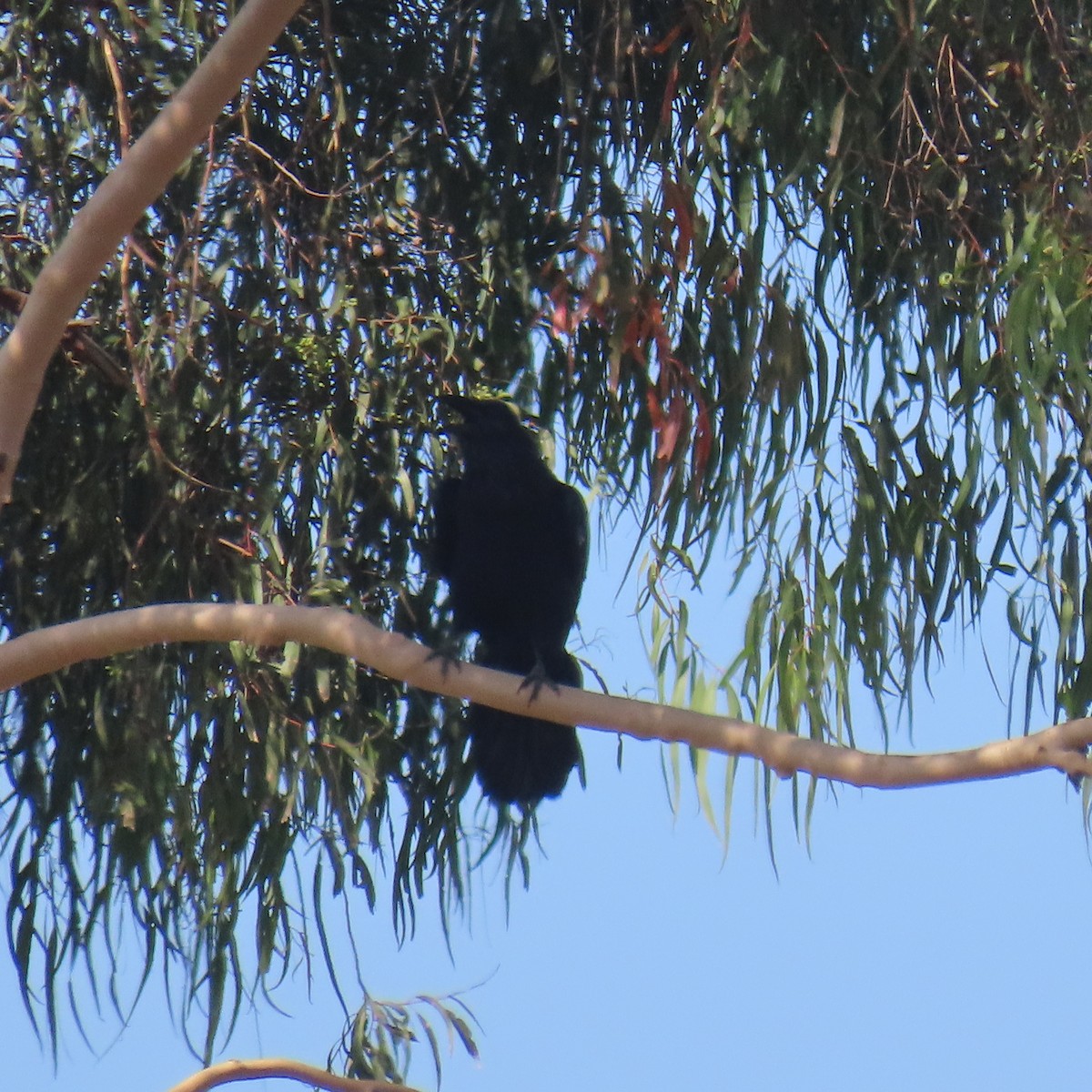 Common Raven - ML623221643