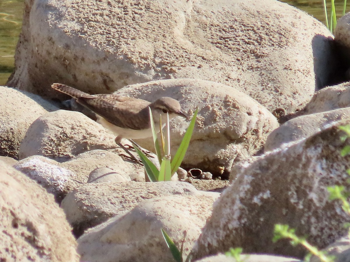 Rock Wren - ML623221687