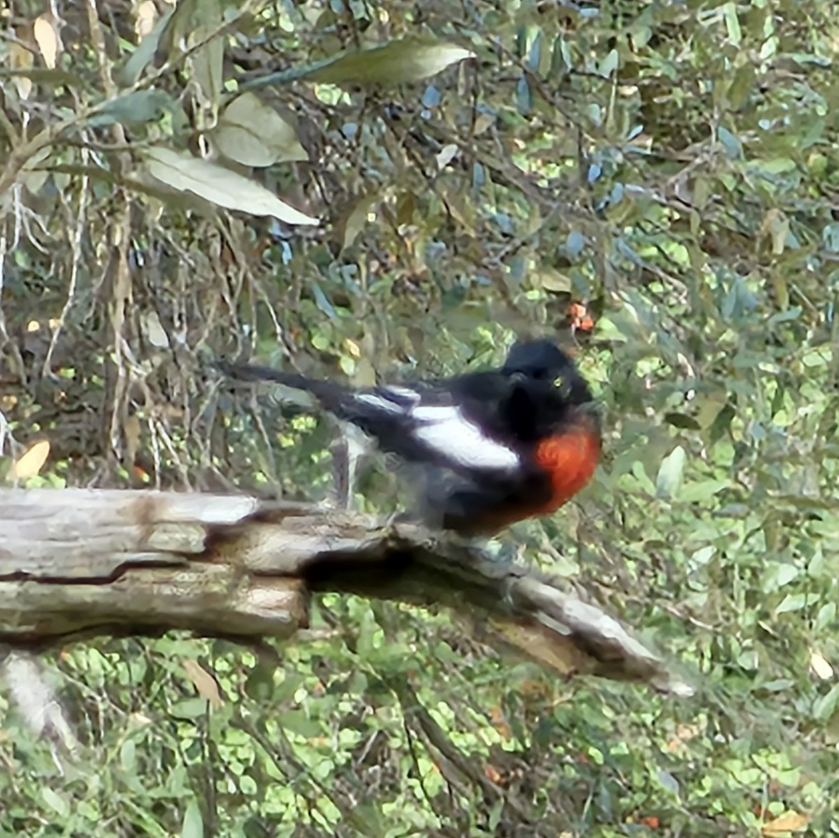 Painted Redstart - ML623221692